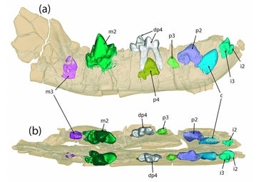 El mamífero depredador similar al chacal que habitó Soria hace 40 millones de años