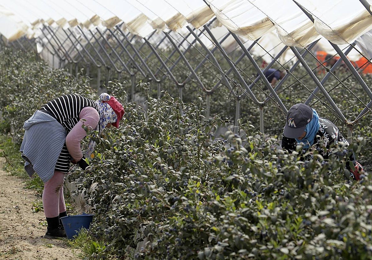 Trabajadores de frutos rojos en Lucena