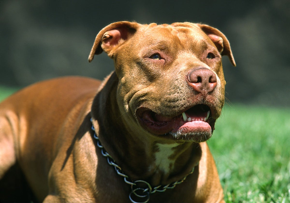 Un perro peligroso en una imagen de archivo