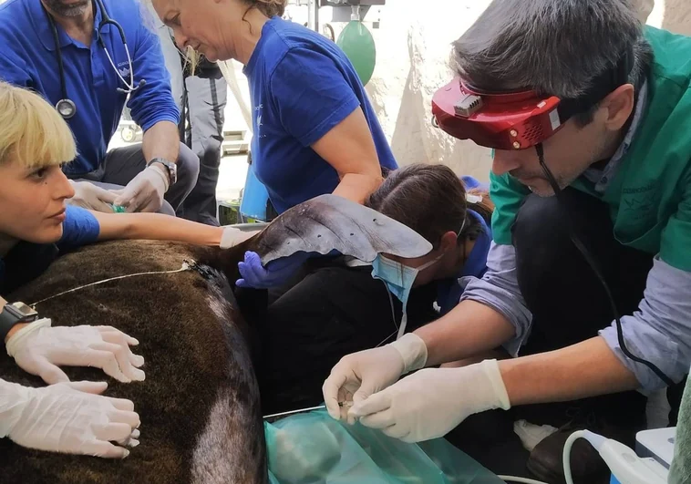 Diagnostican un problema respiratorio en una leona marina en el Oceanogràfic de Valencia