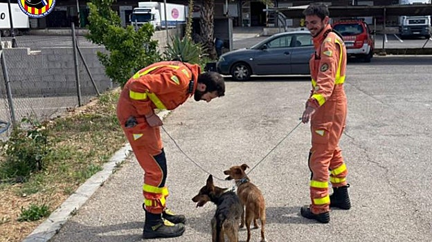 Los perros rescatados por los bomberos en Genovés (Valencia)