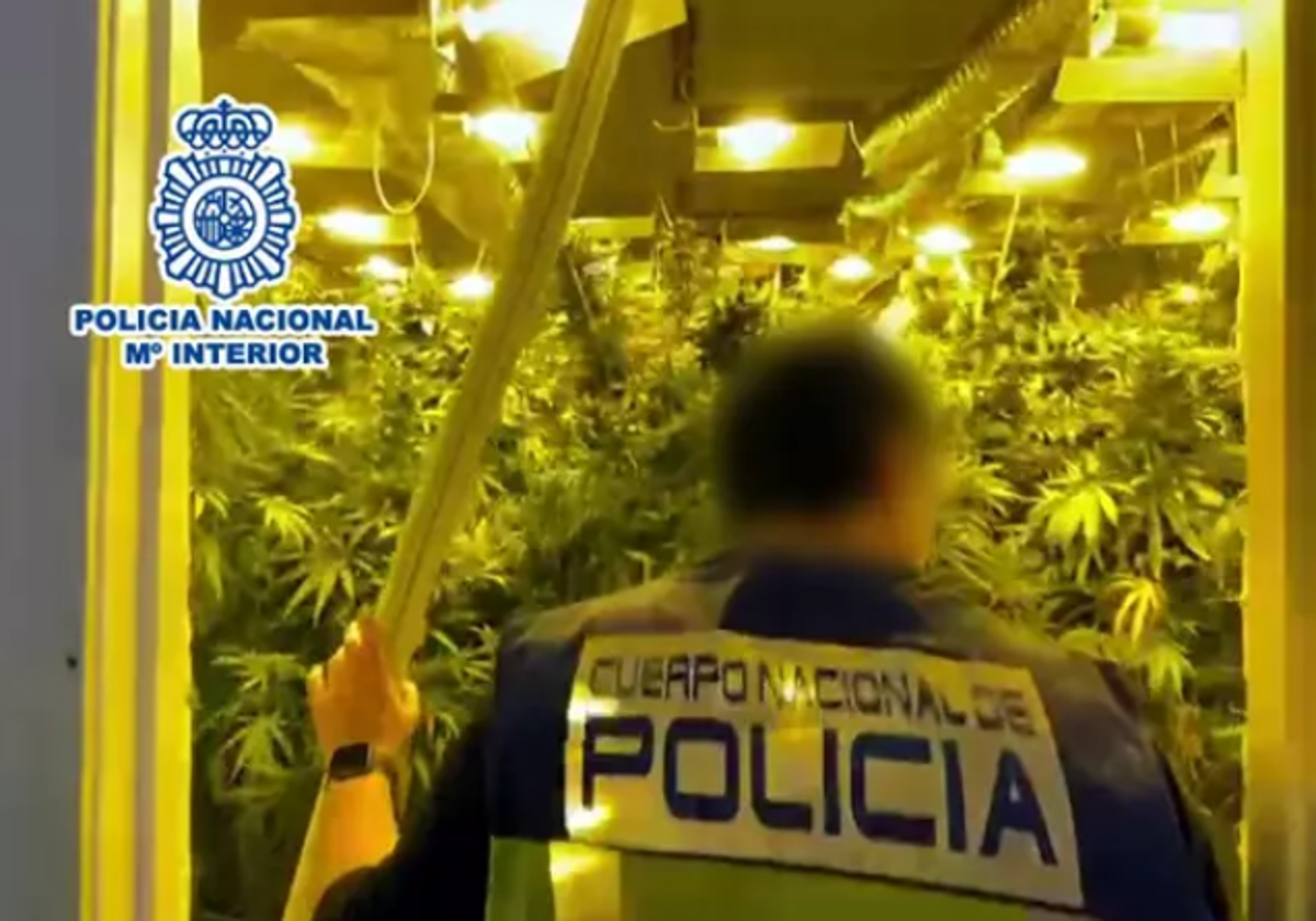 Imagen de la plantación de marihuana desmantelada por la Policía Nacional en Cox (Alicante)