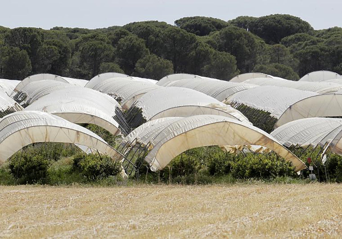 Uno de los invernaderos en el entorno de Doñana