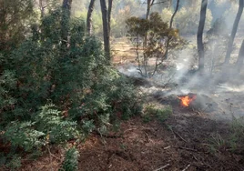 Huelva: La ola de calor provoca el primer incendio forestal en Andalucía