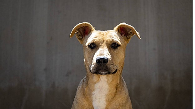 El 22º Desfile de perros abandonados de A.U.P.A. y Bioparc se celebrará el domingo 14 de mayo