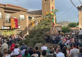 Los quintos de Noez también tienen su majestuoso pino, procedente de Burgos