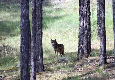 El lobo ibérico volverá en 2023 a Cuenca, al parque de El Hosquillo, donde convivirá con 12 osos