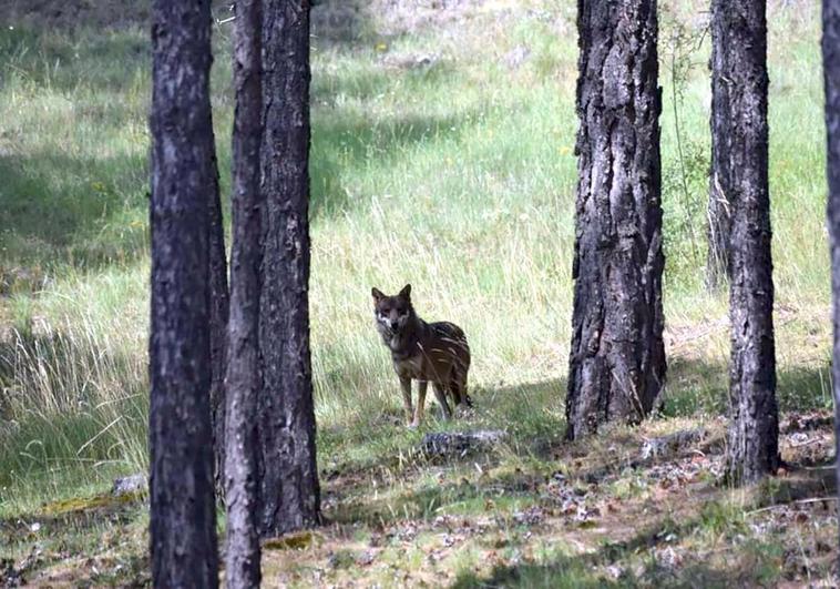 Lobos, últimas noticias 