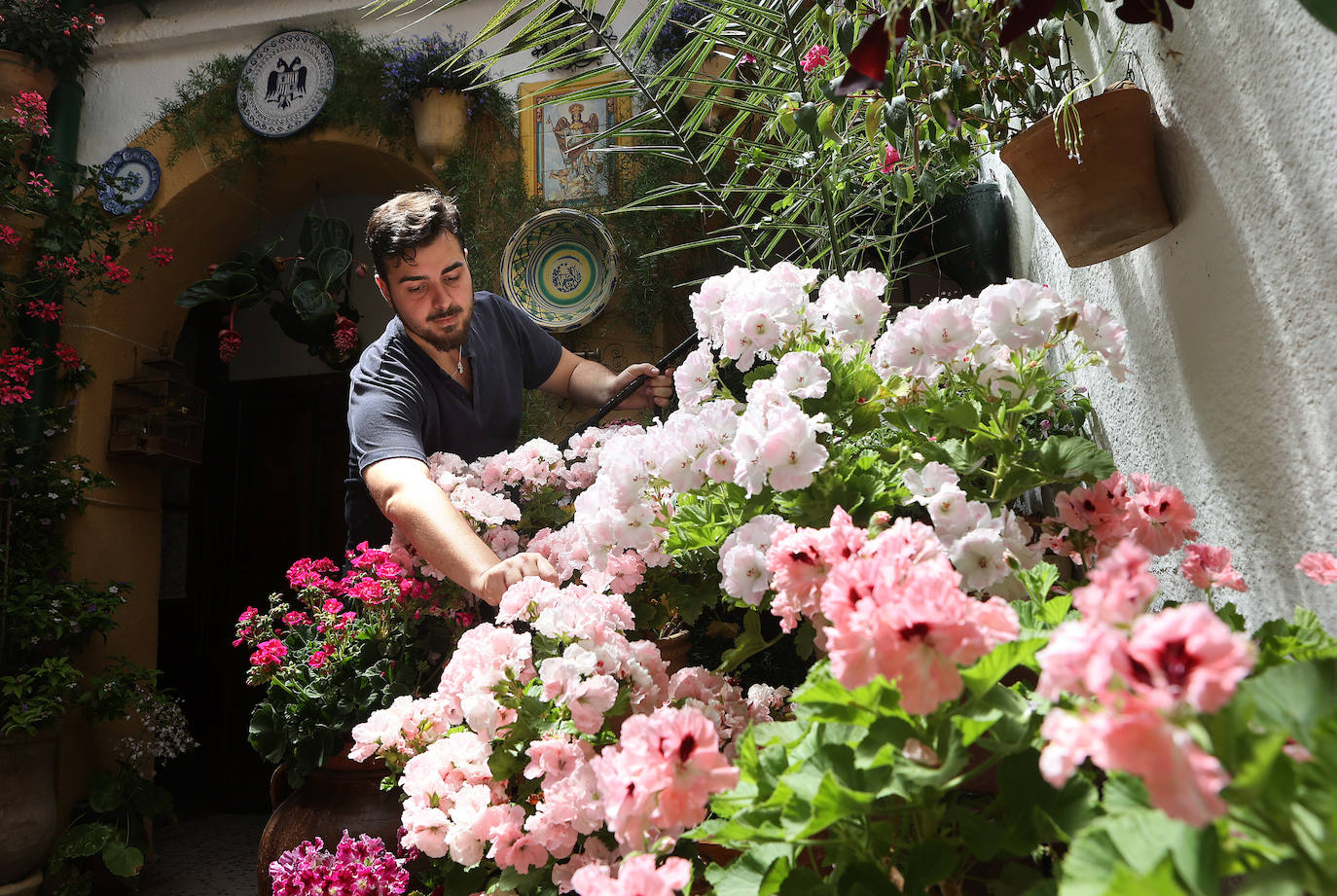 Los preparativos de los Patios de Córdoba 2023, en imágenes