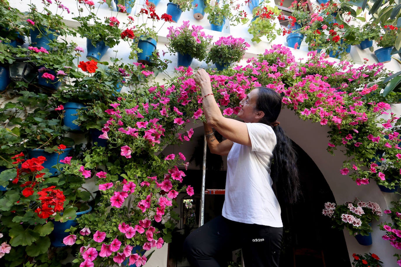 Los preparativos de los Patios de Córdoba 2023, en imágenes