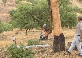 La Junta de Andalucía adelanta a la semana que viene el descorche debido a la sequía