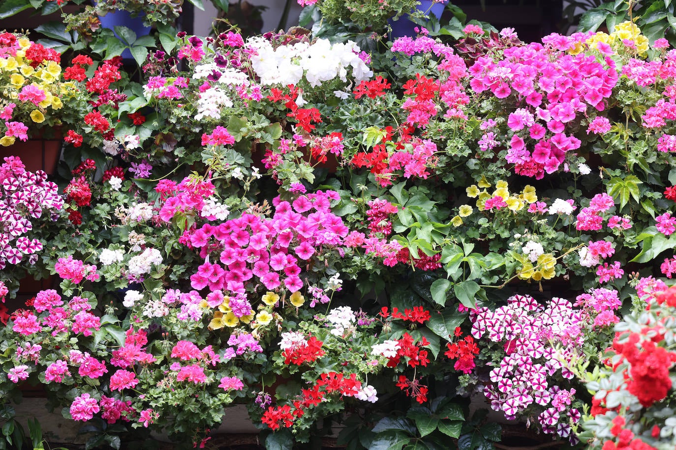 Patios de Córdoba 2023 | La exuberante ruta de San Basilio, en imágenes