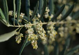 Alergias Córdoba | La floración del olivo se adelanta y alcanza el nivel rojo de alerta por niveles de polen «muy elevados»