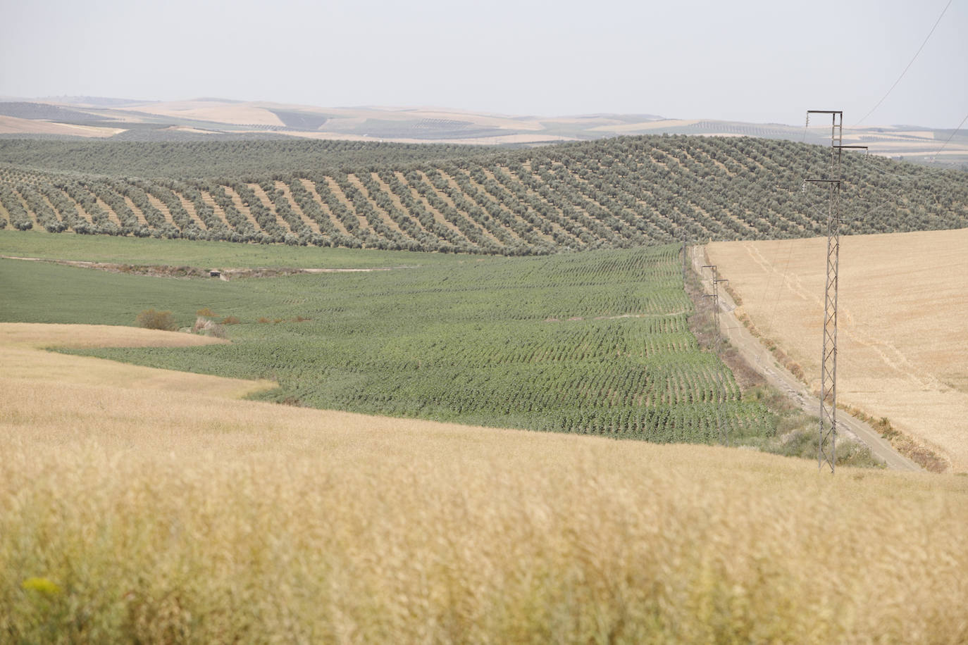 El paisaje de miles de olivos que arrasarían las placas solares en el Alto Guadalquivir, en imágenes