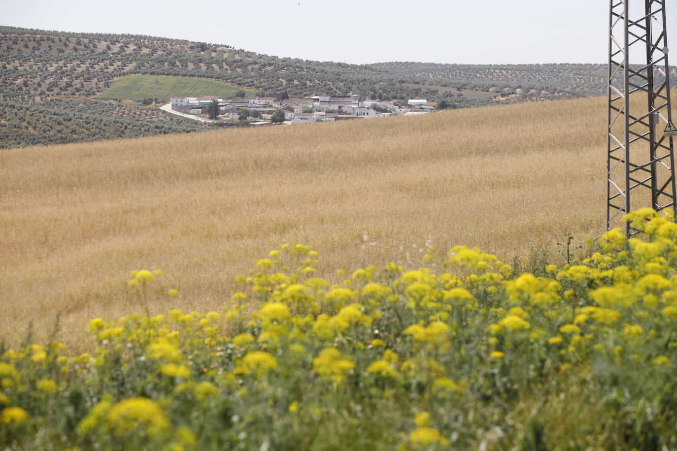 El paisaje de miles de olivos que arrasarían las placas solares en el Alto Guadalquivir, en imágenes
