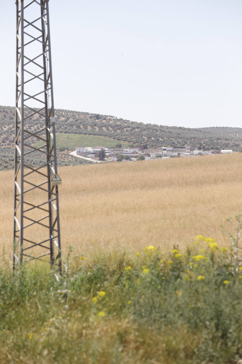 El paisaje de miles de olivos que arrasarían las placas solares en el Alto Guadalquivir, en imágenes
