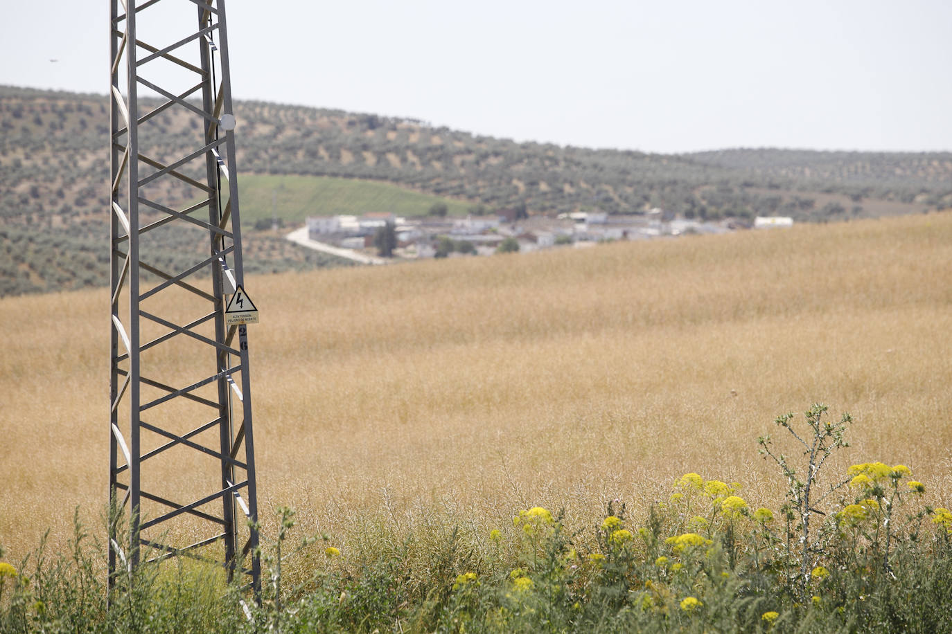 El paisaje de miles de olivos que arrasarían las placas solares en el Alto Guadalquivir, en imágenes