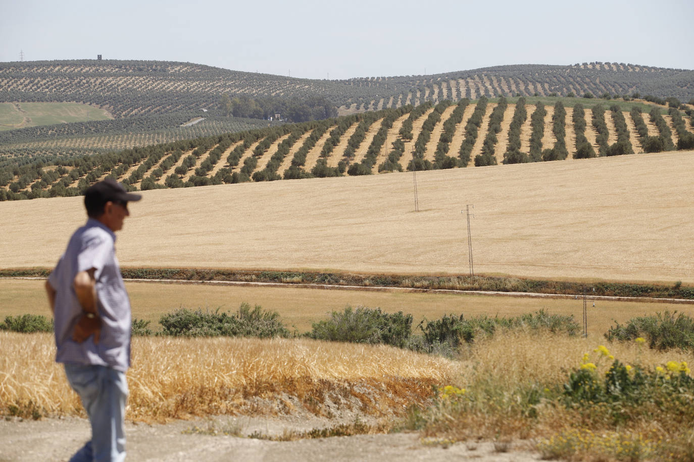 El paisaje de miles de olivos que arrasarían las placas solares en el Alto Guadalquivir, en imágenes