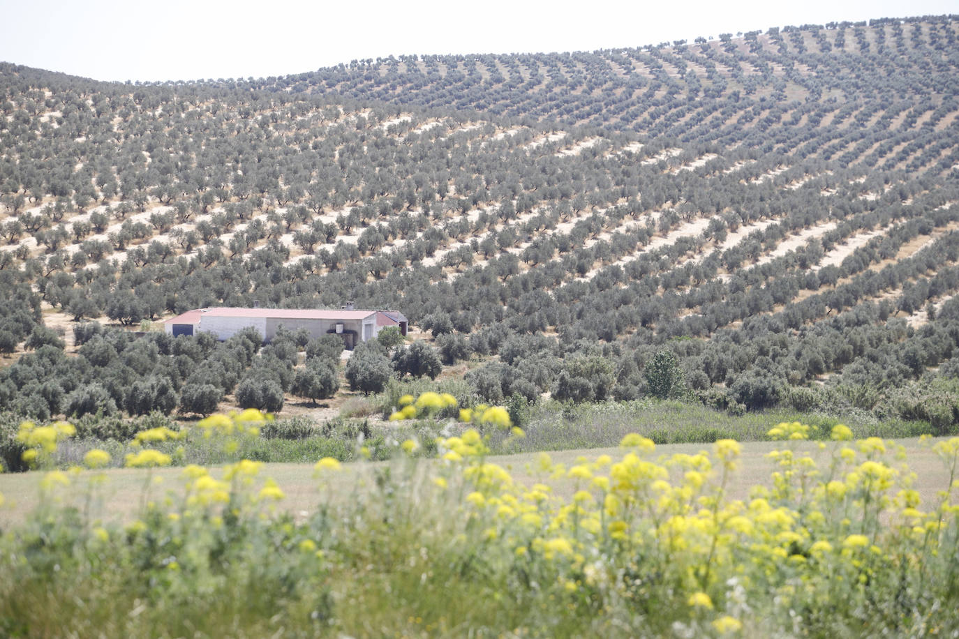 El paisaje de miles de olivos que arrasarían las placas solares en el Alto Guadalquivir, en imágenes