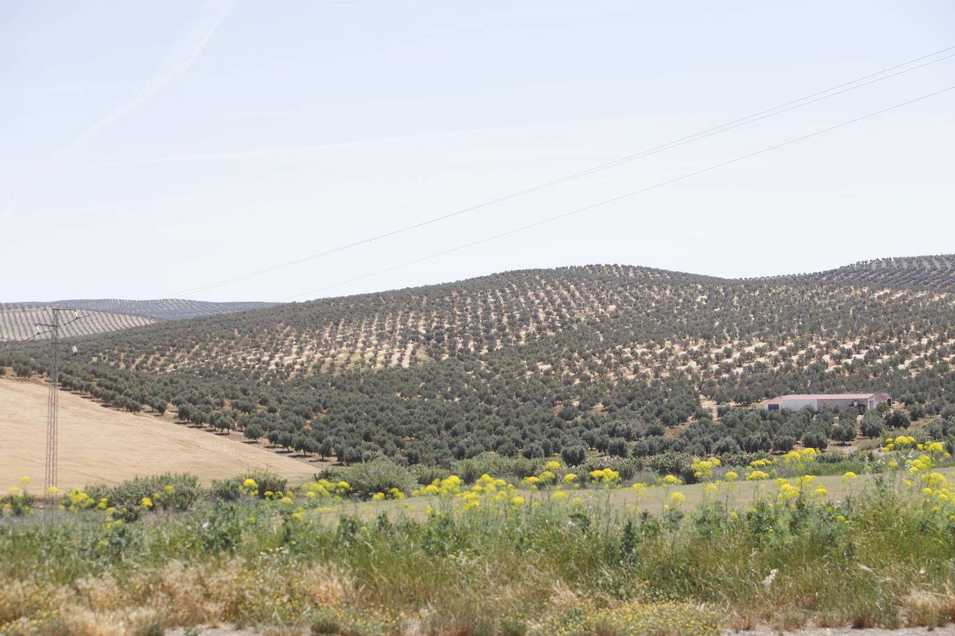 El paisaje de miles de olivos que arrasarían las placas solares en el Alto Guadalquivir, en imágenes