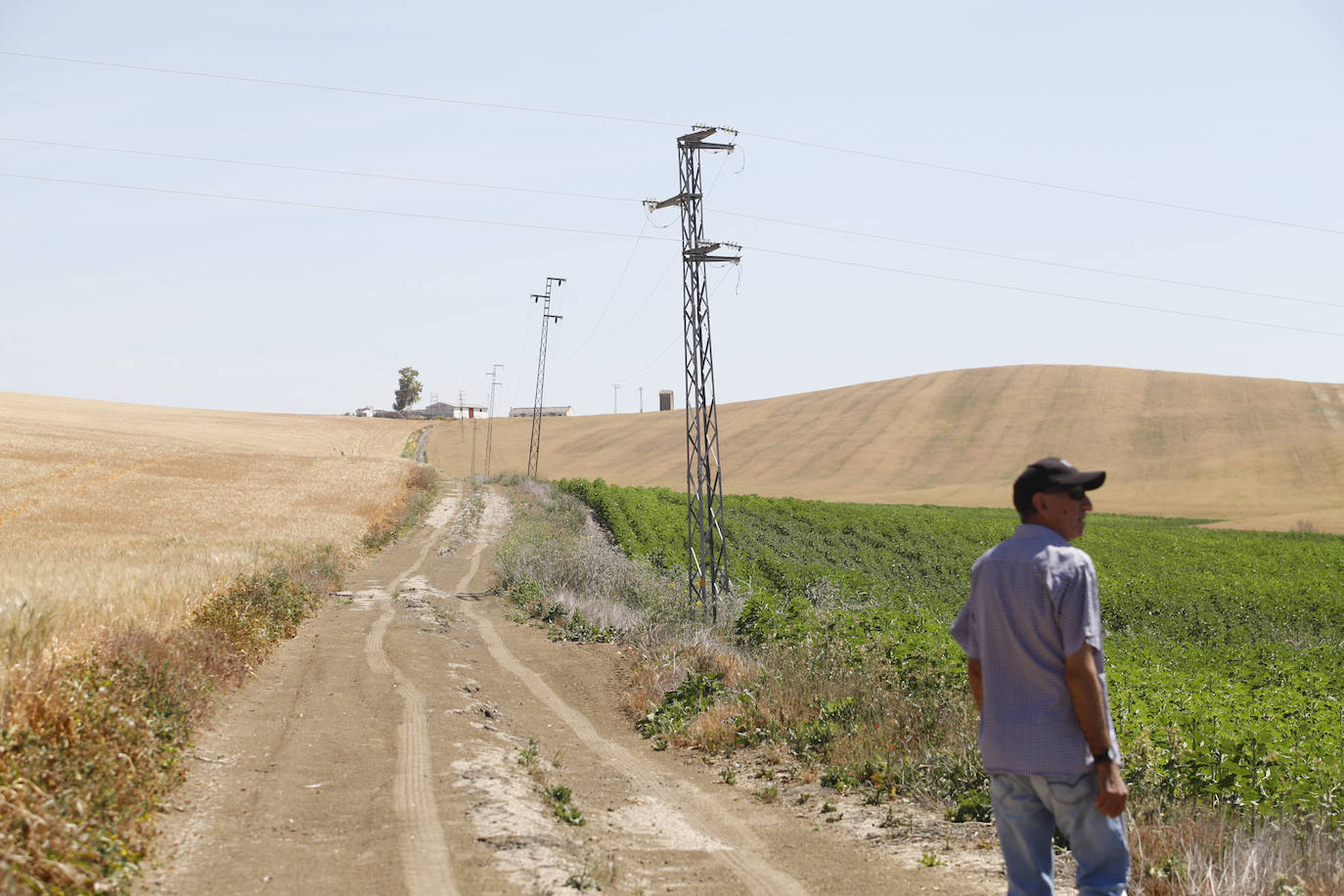 El paisaje de miles de olivos que arrasarían las placas solares en el Alto Guadalquivir, en imágenes