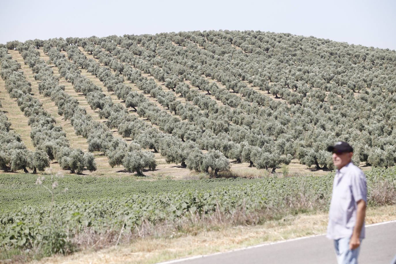 El paisaje de miles de olivos que arrasarían las placas solares en el Alto Guadalquivir, en imágenes