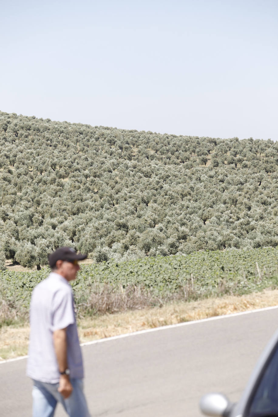 El paisaje de miles de olivos que arrasarían las placas solares en el Alto Guadalquivir, en imágenes