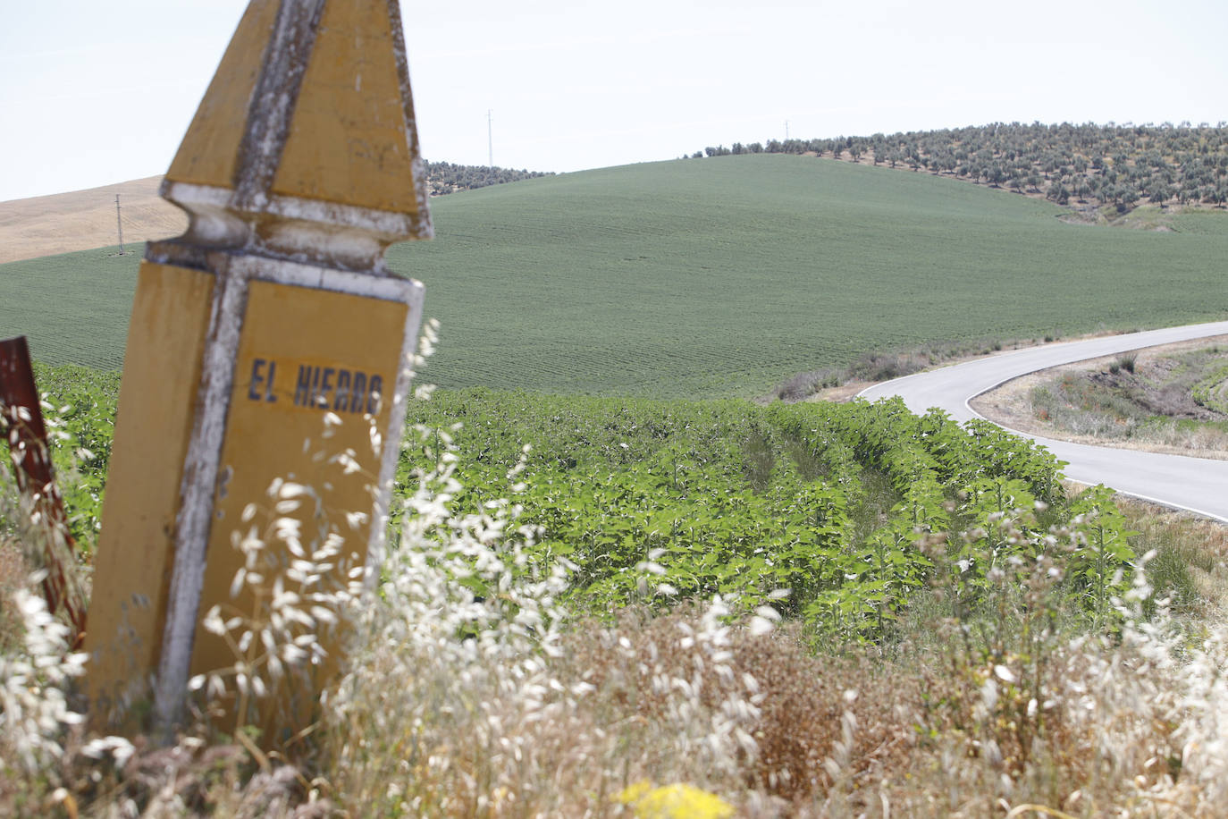 El paisaje de miles de olivos que arrasarían las placas solares en el Alto Guadalquivir, en imágenes