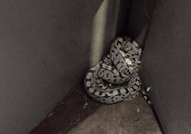 Rescatan a una serpiente de un céntrico aparcamiento de Valladolid