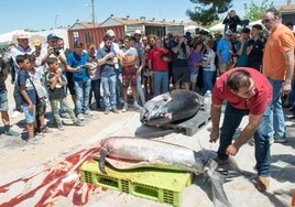Noblejas celebró el sábado el Día del Breve en el que se repartió atún rojo de Barbate