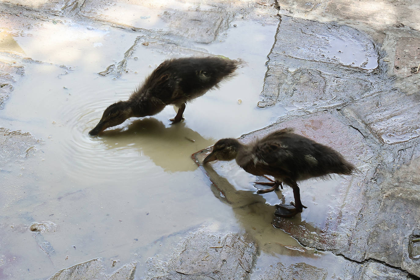 Patios de Córdoba 2023 | La genuina ruta de Santiago y San Pedro, en imágenes