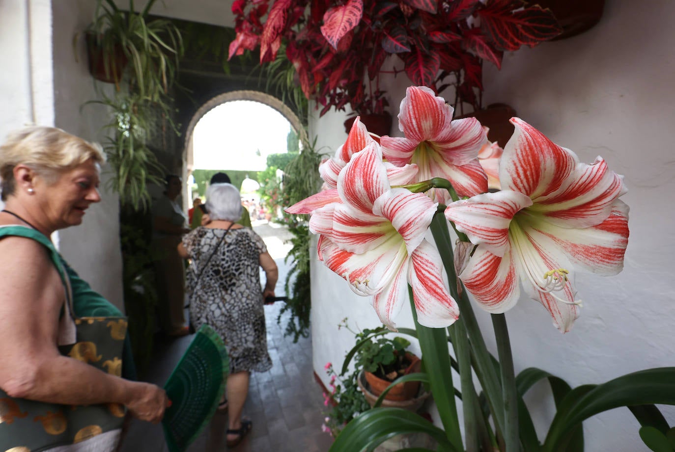 Patios de Córdoba 2023 | La genuina ruta de Santiago y San Pedro, en imágenes