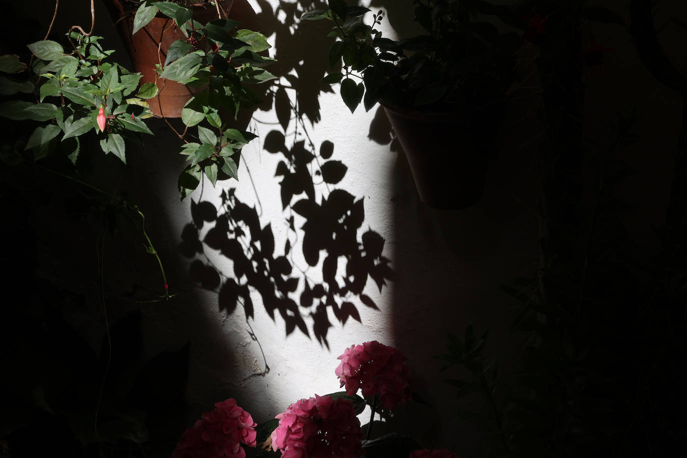 Patios de Córdoba 2023 | La genuina ruta de Santiago y San Pedro, en imágenes