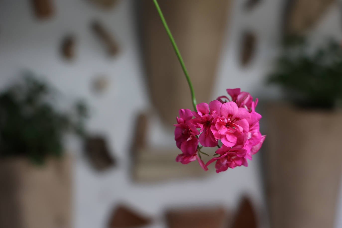 Patios de Córdoba 2023 | La genuina ruta de Santiago y San Pedro, en imágenes