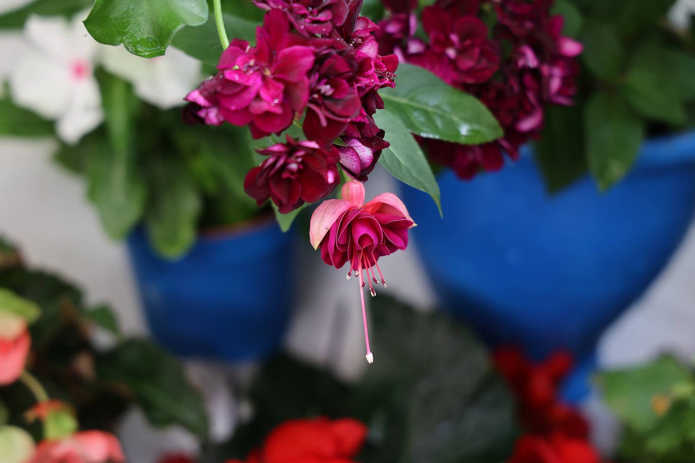 Patios de Córdoba 2023 | La genuina ruta de Santiago y San Pedro, en imágenes