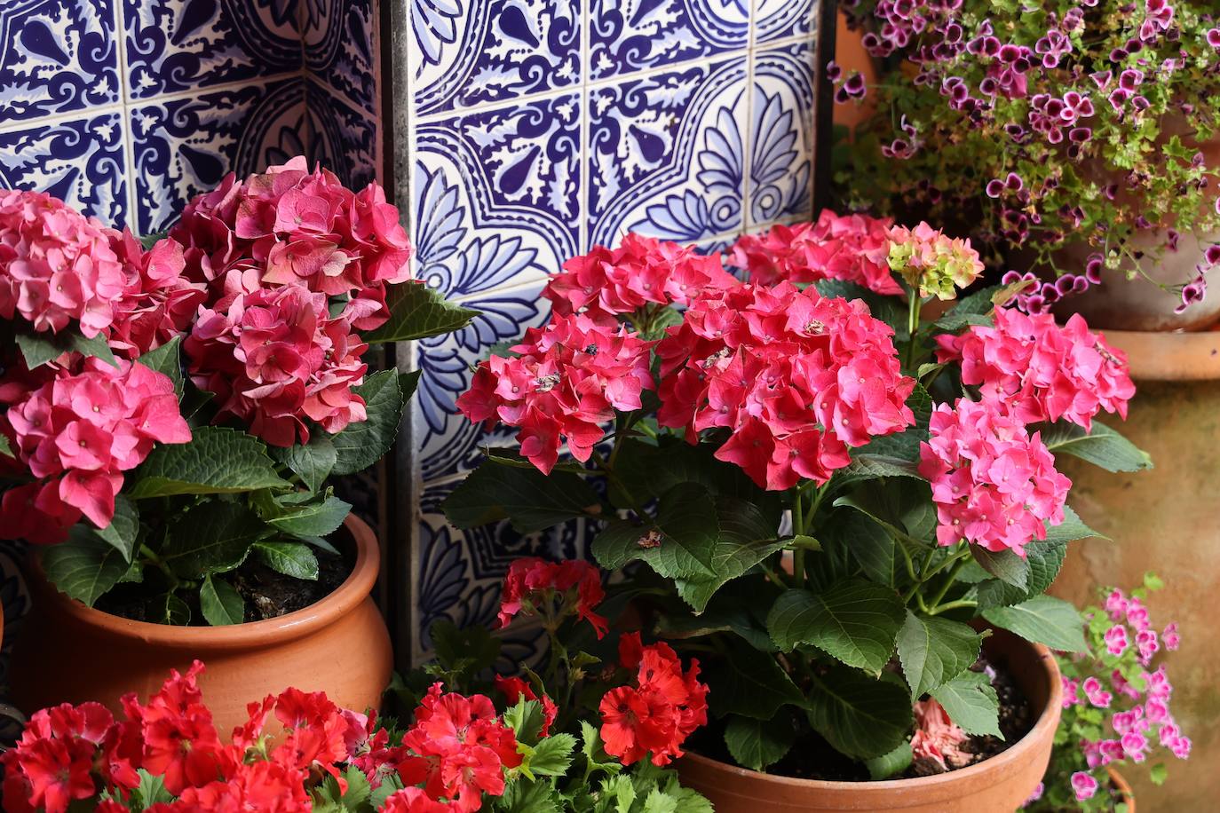 Patios de Córdoba 2023 | La intimidad de la ruta Regina-Realejo, en imágenes