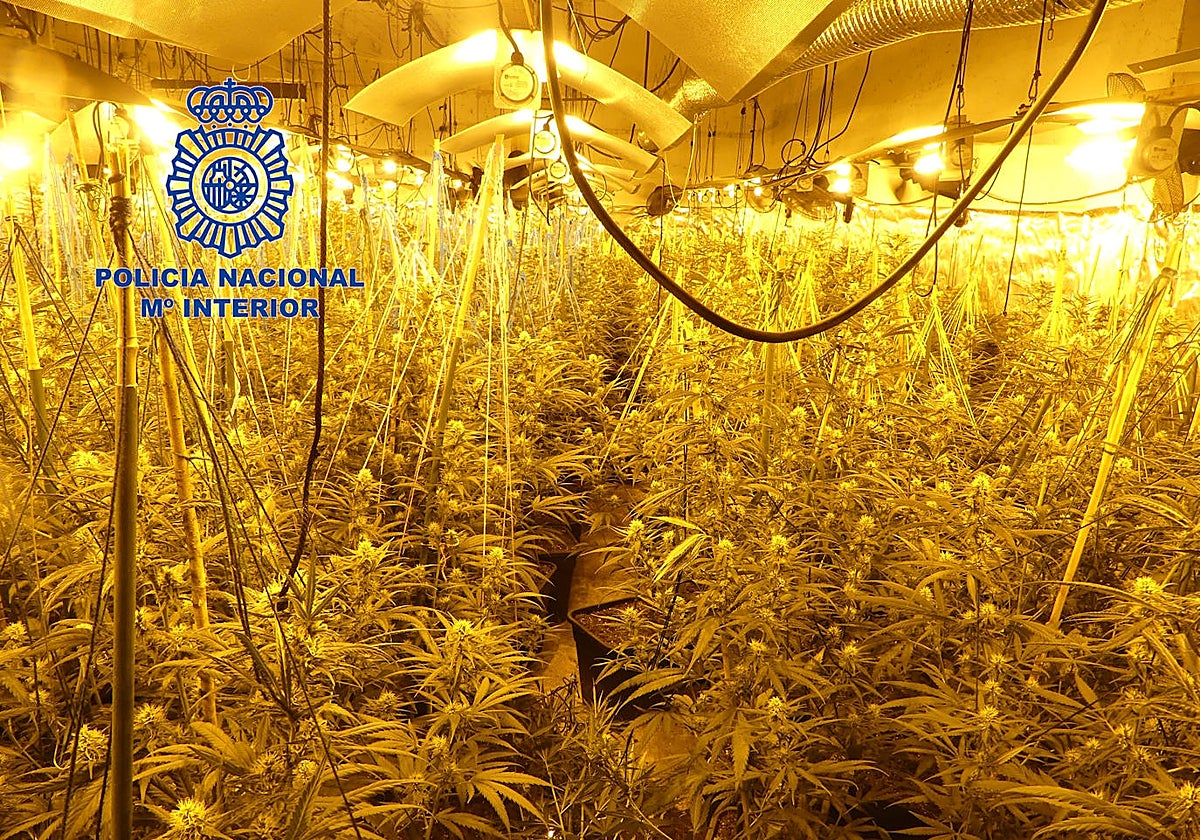 Imagen de la plantación de marihuana incautada por la Policía Nacional en Alaquàs