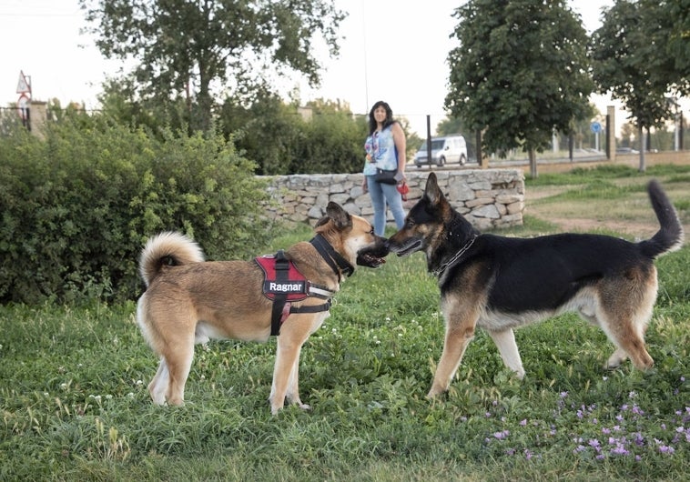 Un par de perros juegan en un parque de Salamanca en una fotografía de archivo