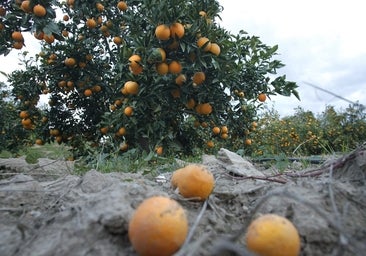 Acaba la campaña de cítricos en la Vega del Guadalquivir con caída brusca de producción