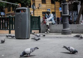 «No podemos ni salir al patio»: la pesadilla de tener una vecina que alimenta tres veces al día a centenares de palomas