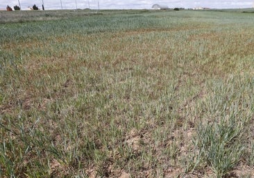 «Decepción» en el campo por las «insuficientes» ayudas del Gobierno a la sequía