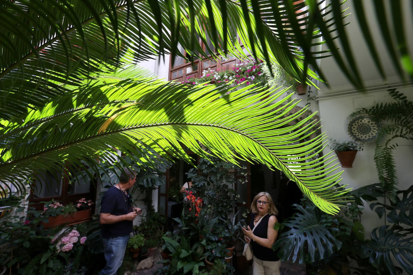 Patios Córdoba 2023 | Los detalles de la ruta Judería-San Francisco, en imágenes