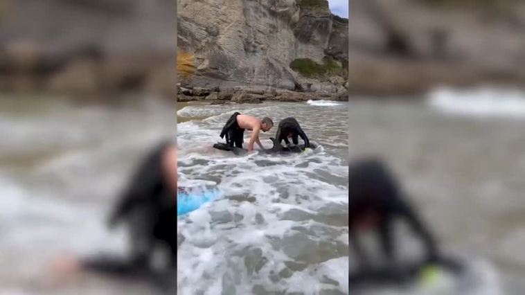 Dos surfistas salvan la vida a un delfín varado en la playa de Mataleñas, cerca de Santander