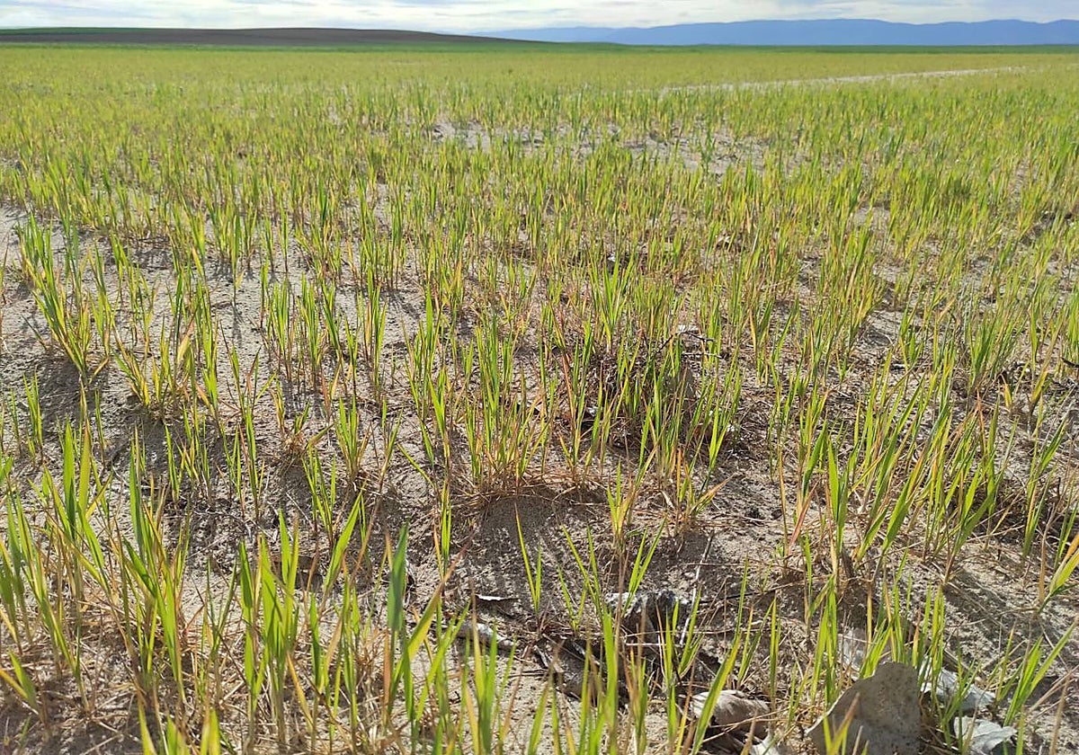 Campo agostado estos días por la escasez de agua