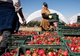 La sequía también golpea a los frutos rojos: se recogerá hasta un 30% menos de fresa