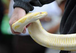 Alerta en Ferrol: una boa constrictor albina de dos metros anda suelta