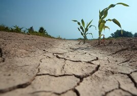 La sequía pone en riesgo a los cultivos herbáceos y de cereales de Castilla-La Mancha