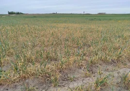 Un campo asfixiado por la sequía y los costes prevé una cosecha «catastrófica» en Castilla y León