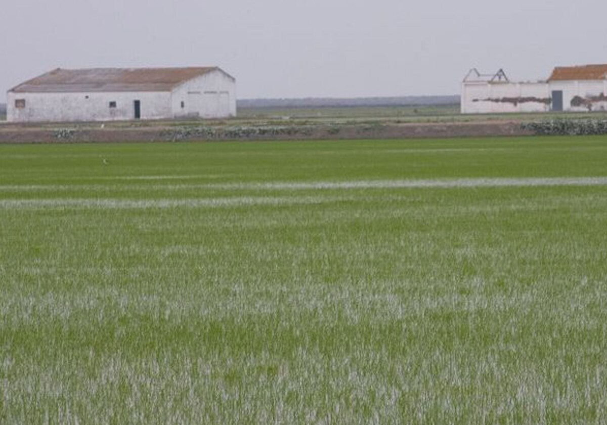 Imagen de un campo andaluz de arroz