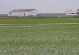 La Junta de Andalucía rebaja las exigencias de las ayudas del arroz para paliar los efectos de la sequía